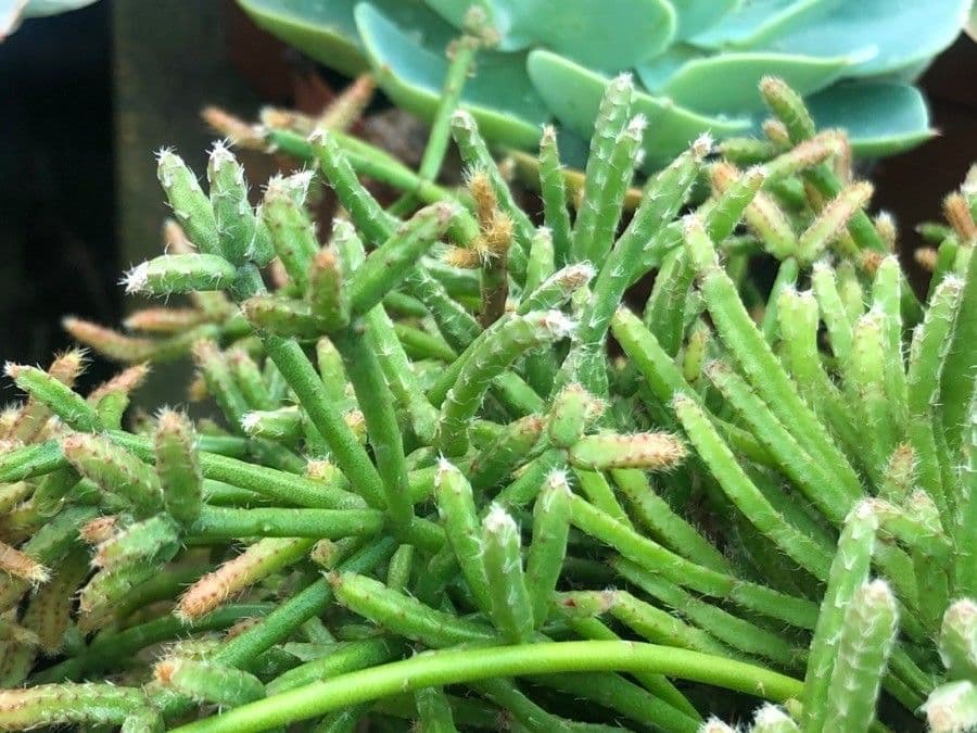 Rhipsalis 7