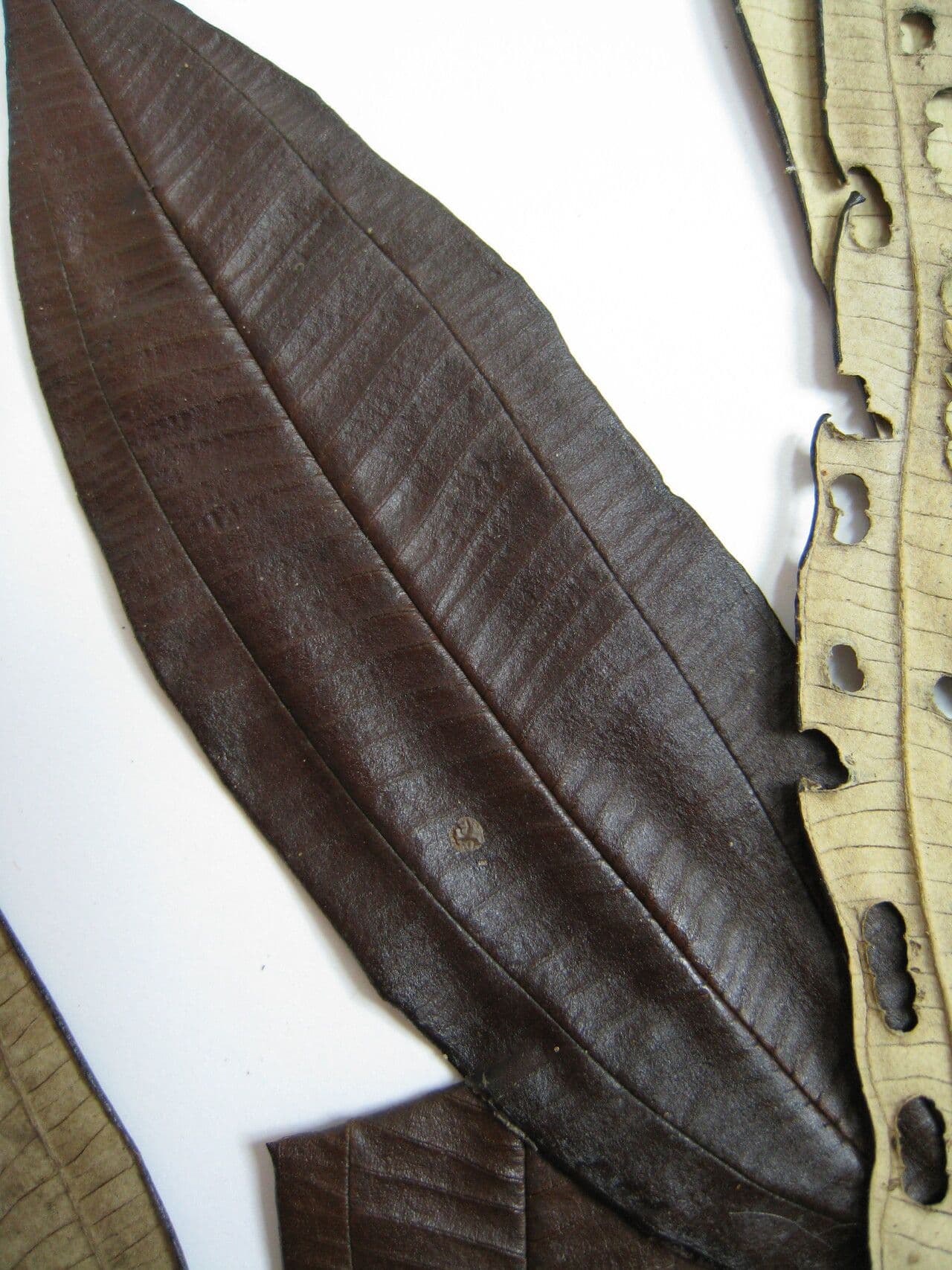 Miconia 11