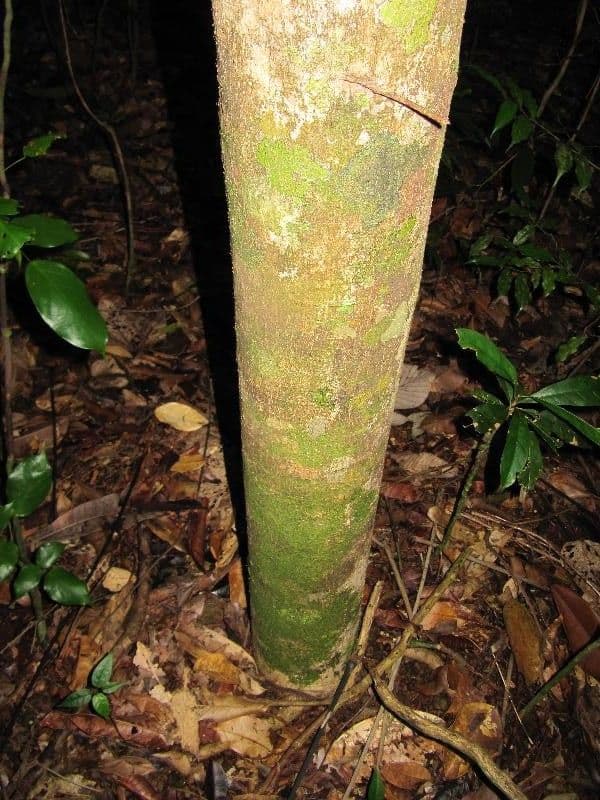 Emmotum