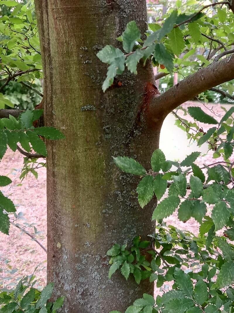 Zelkova cinese 4