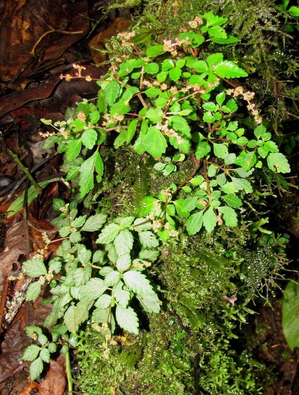 Pilea 3