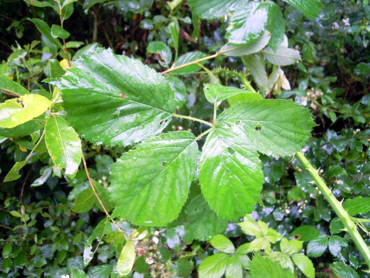 Zahnblättrige Brombeere