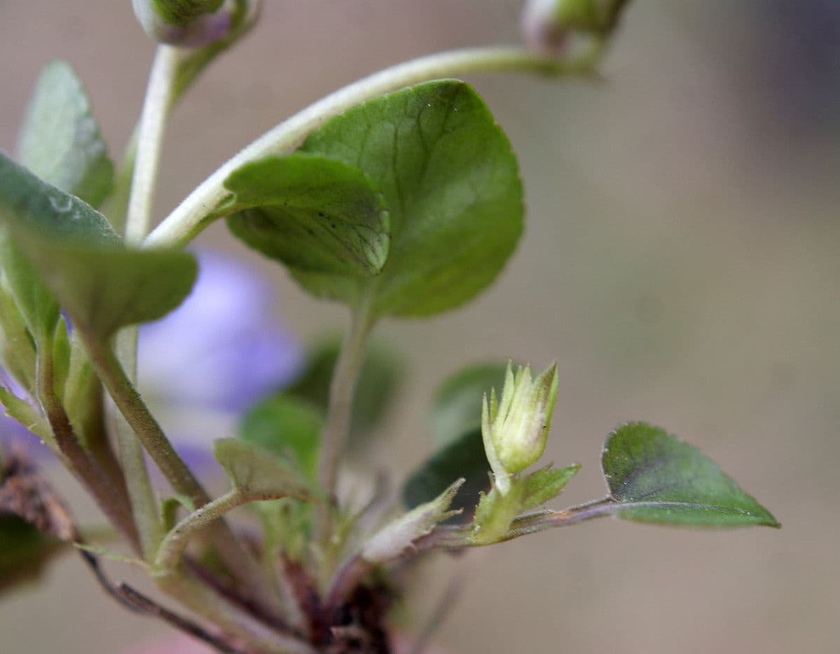 Viola rupestre 12