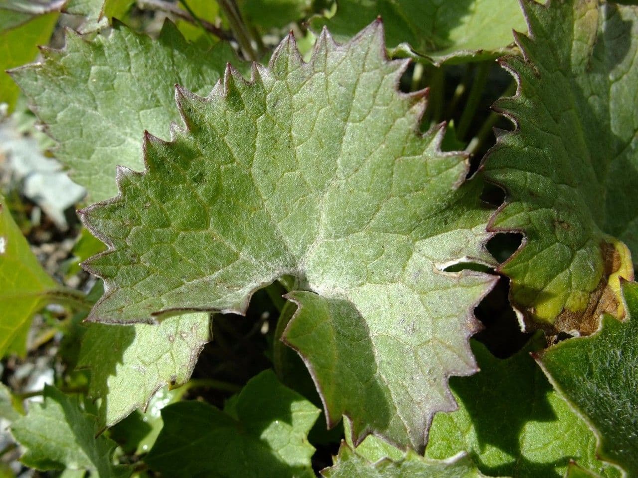 Cavolaccio bianco 16