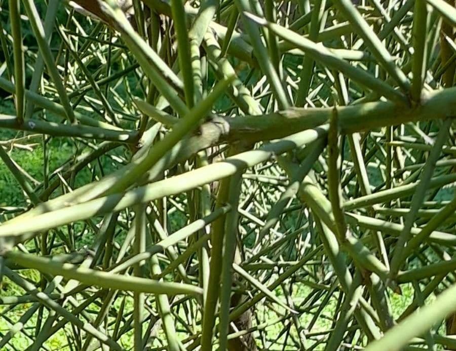 Mesquite 7