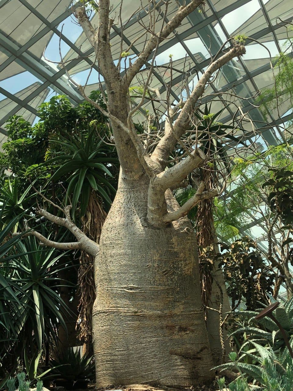 Baobab australský 4