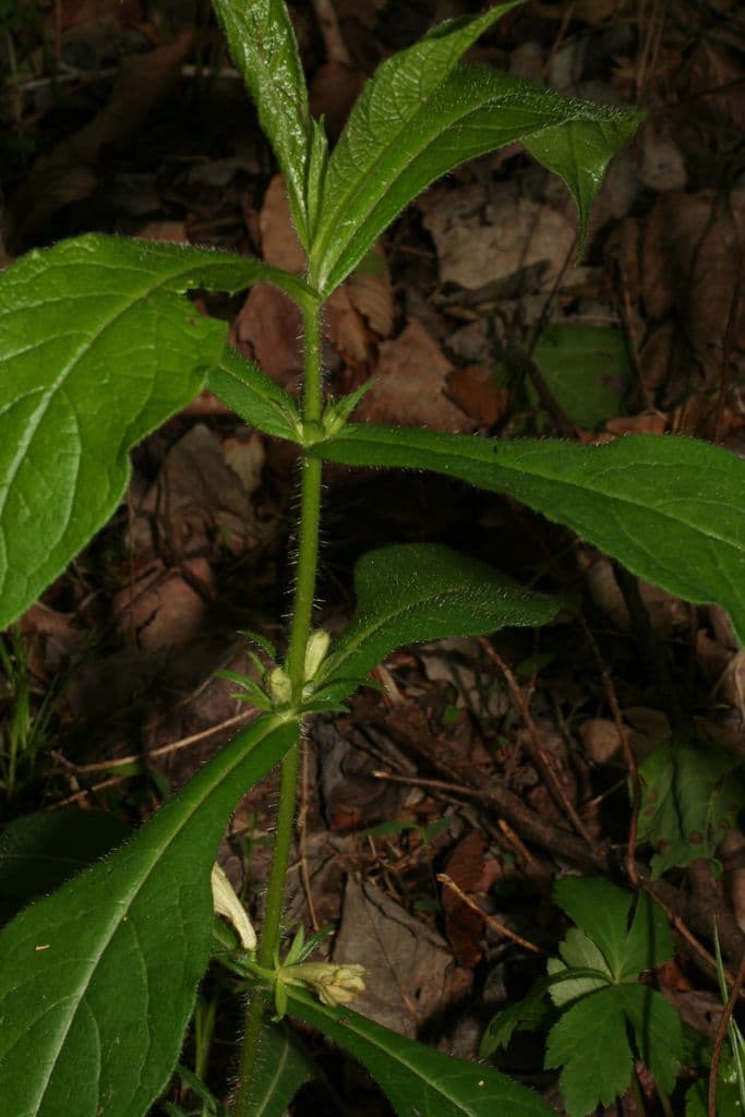 Triosteum 6