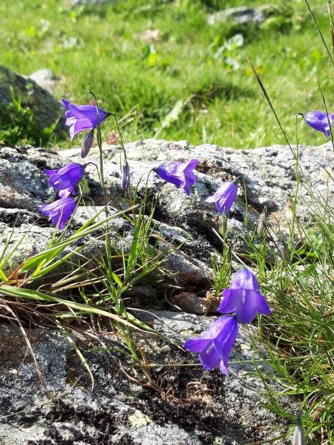 Campanula alpestre