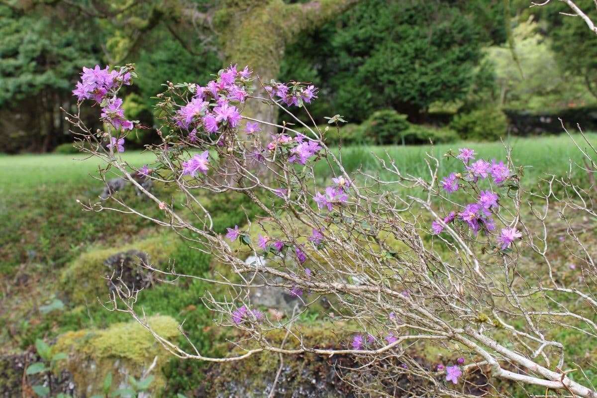 Alpenrose 5