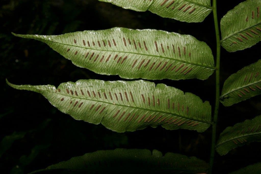 Diplaziopsis 8