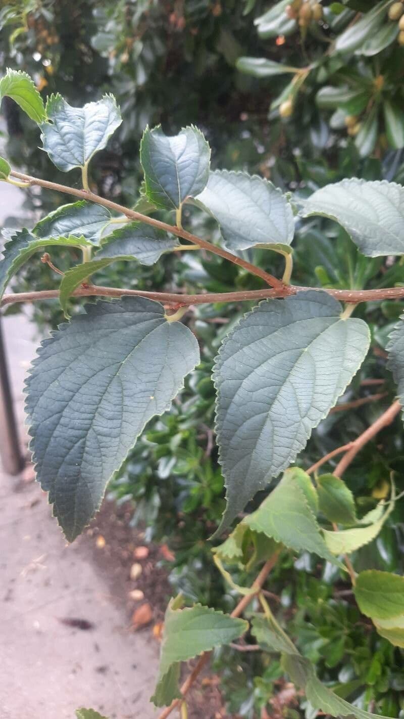 Bagolaro africano 4