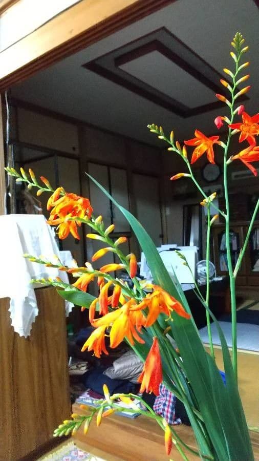 Montbretia 9