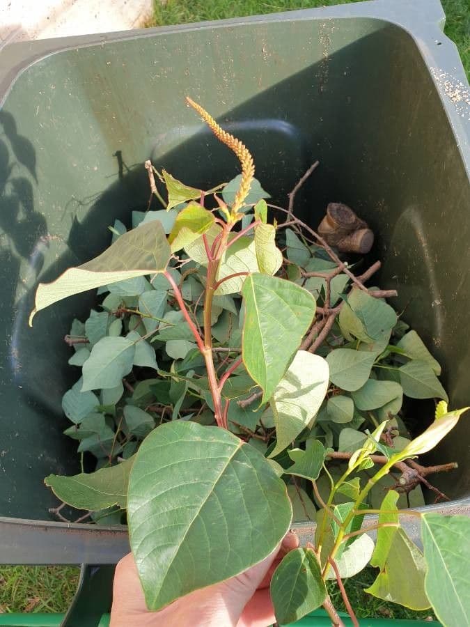 Homalanthus populifolius 16