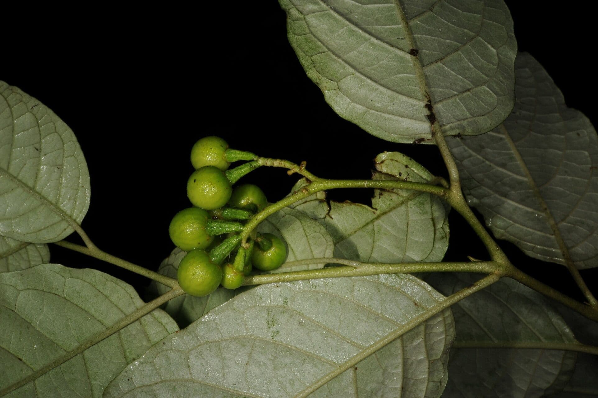 Solano di Riedle 2