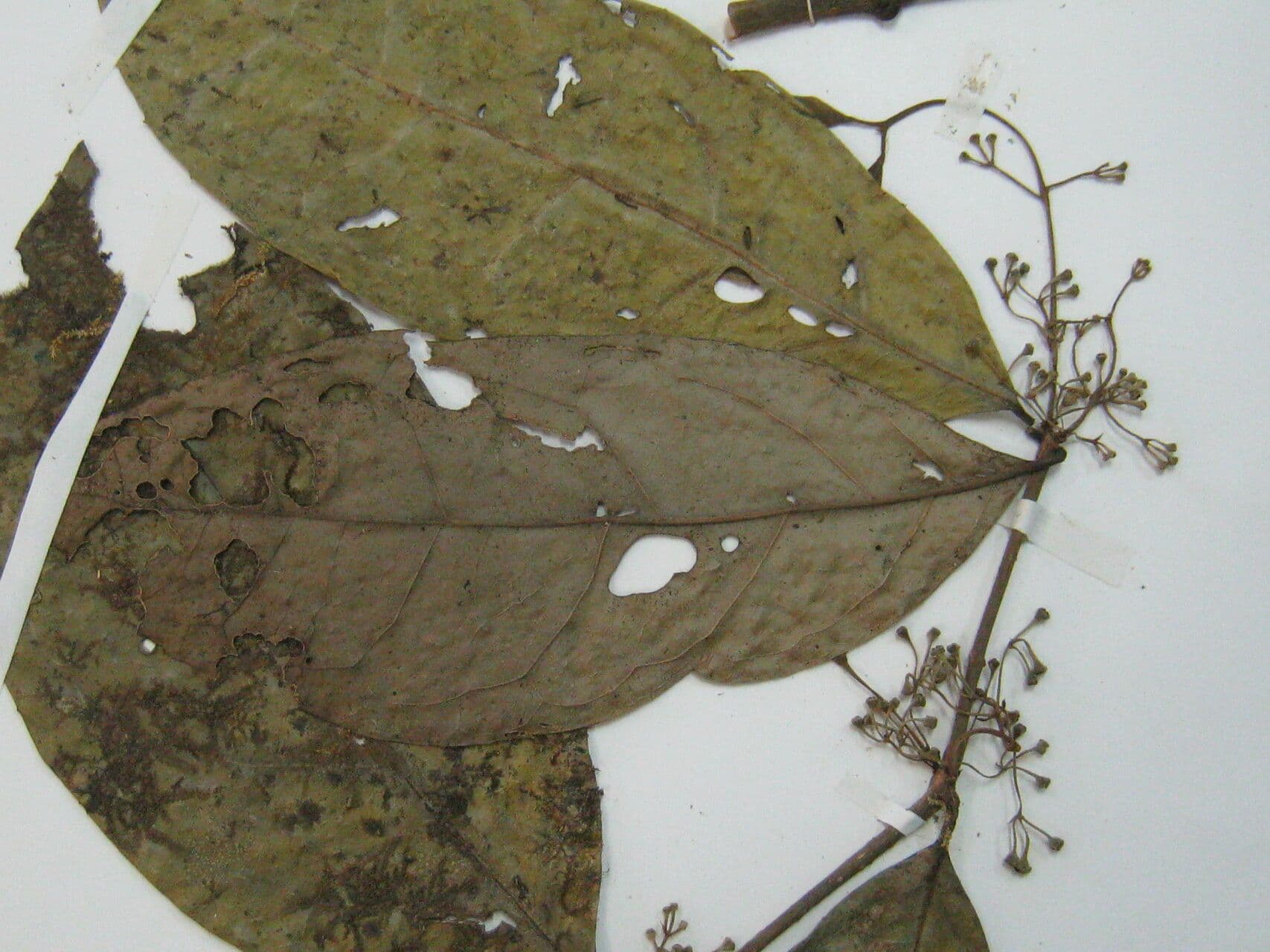 Mollinedia ovata 5