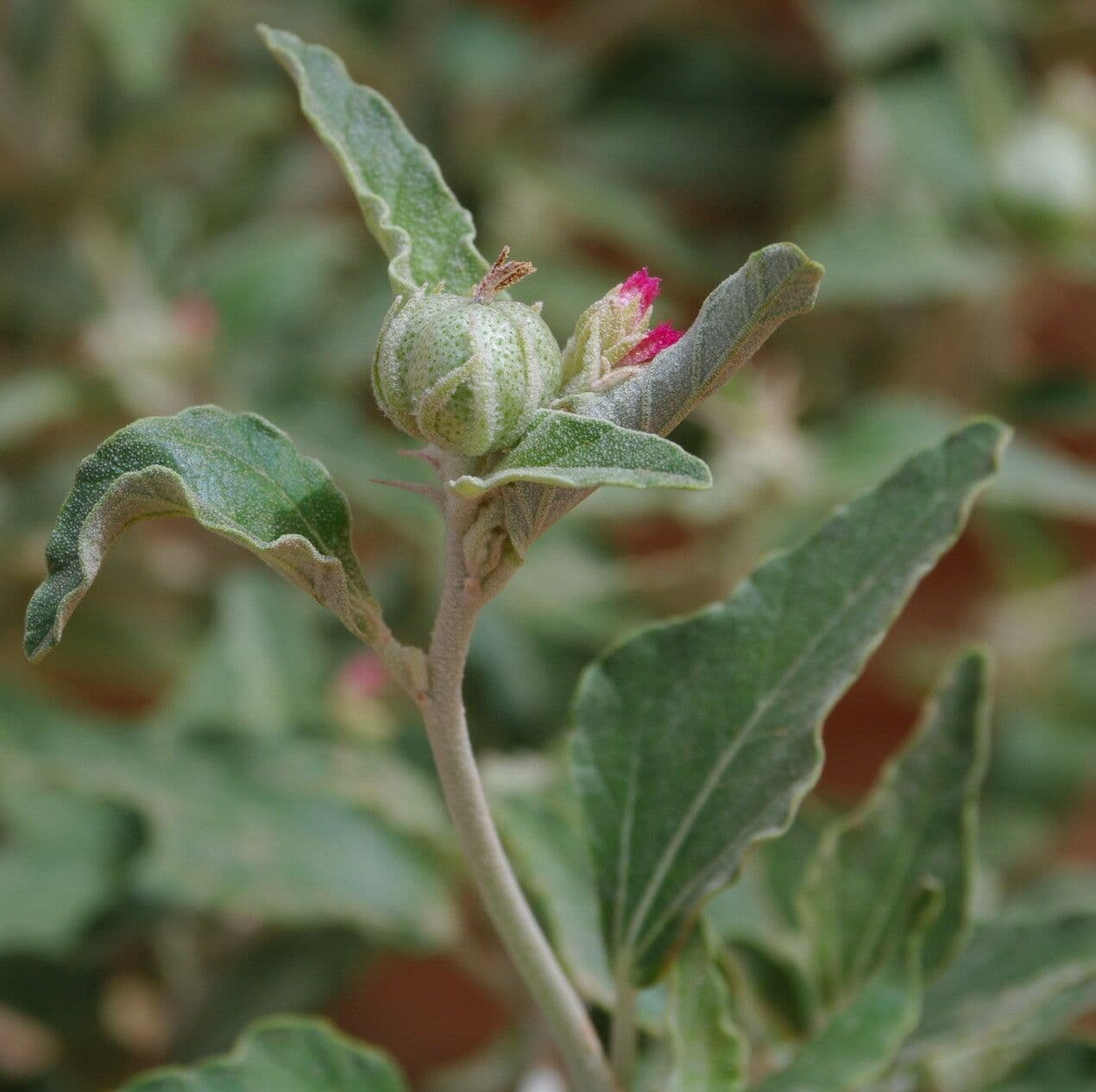 Chrozophora 5