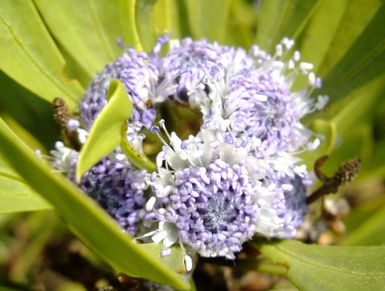 Globularia salicina 4