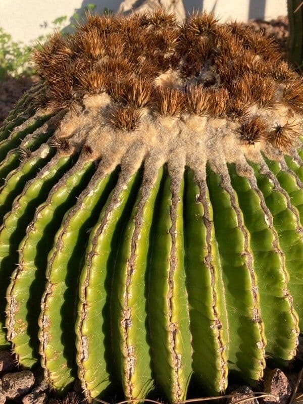 Echinocactus 12