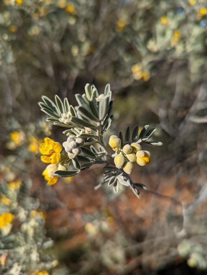 Senna 18