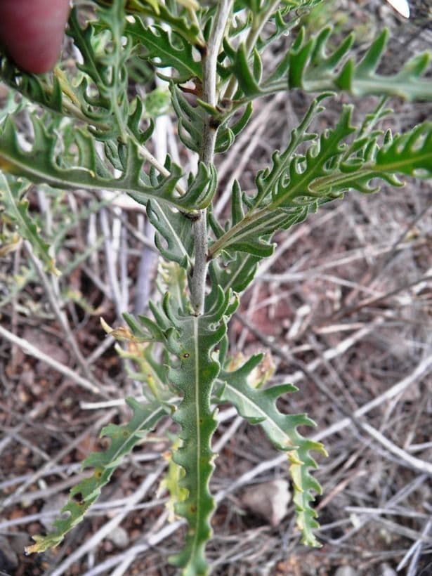 Mentzelia multiflora 10