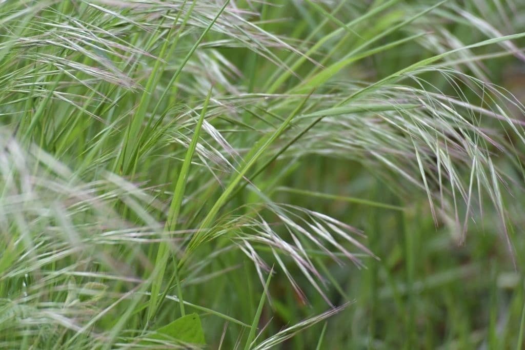 Taube Trespe 3