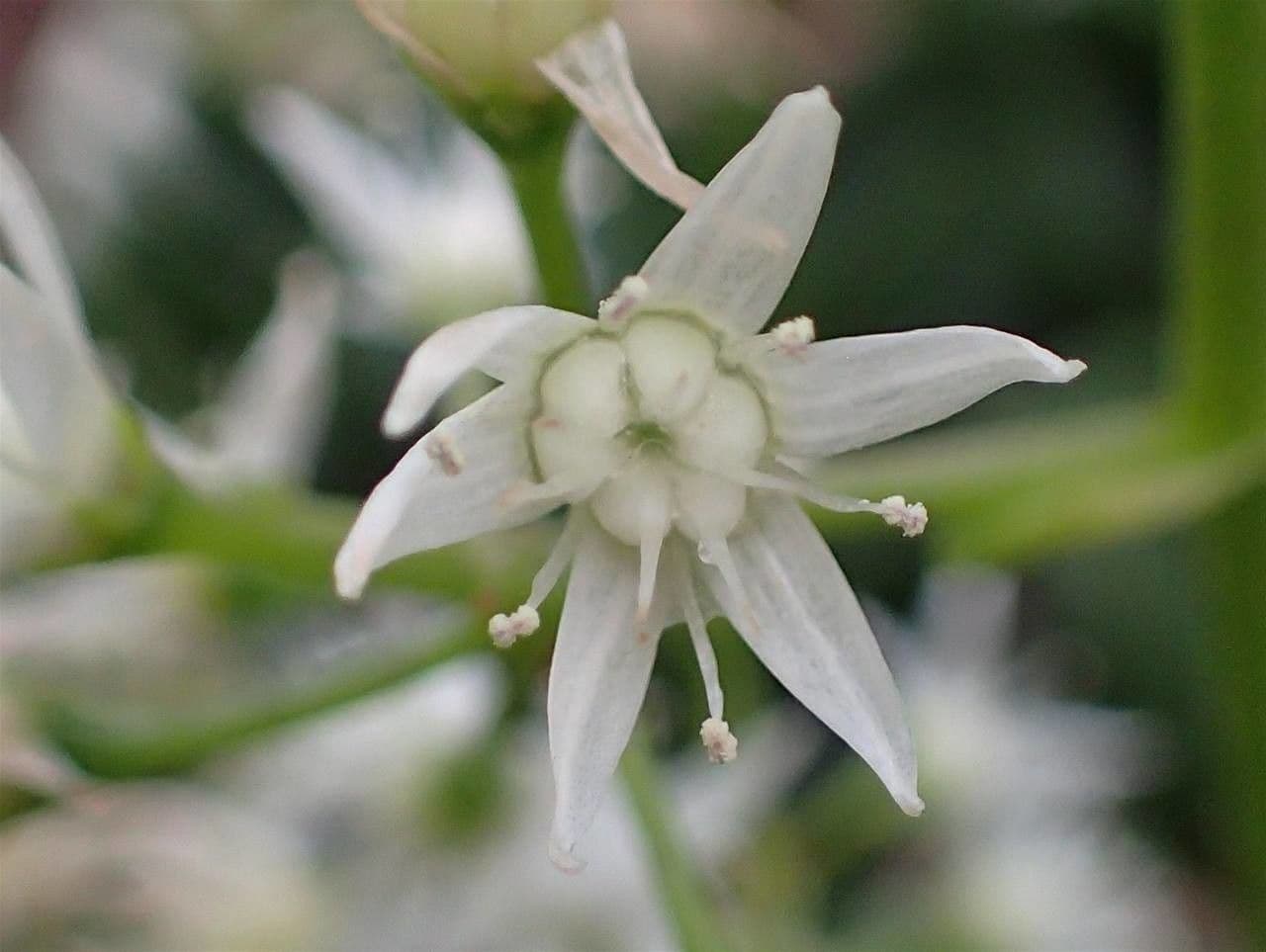 Crassula 5
