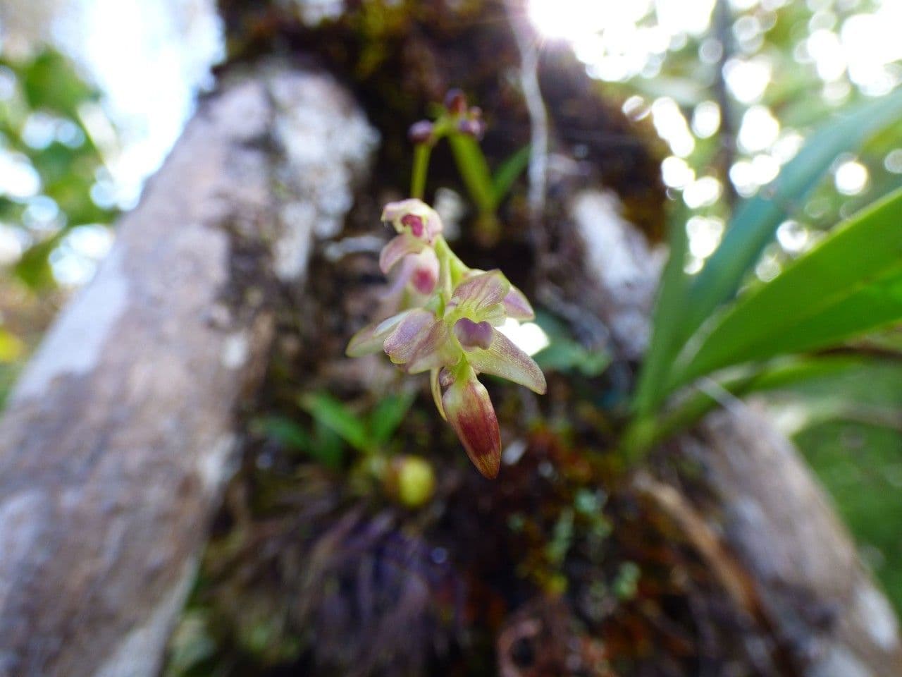 Bulbophyllum