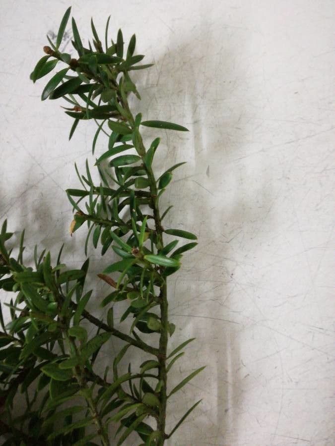 Podocarpus totara 7
