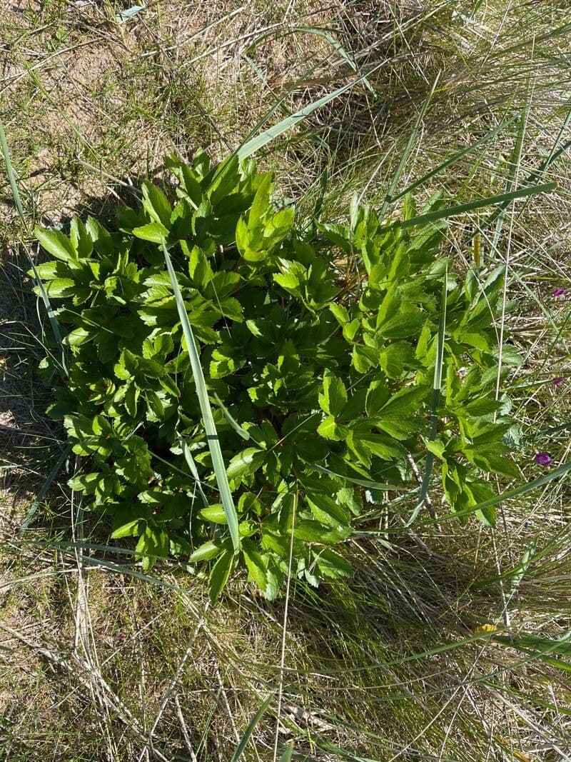 Ligusticum scoticum 20