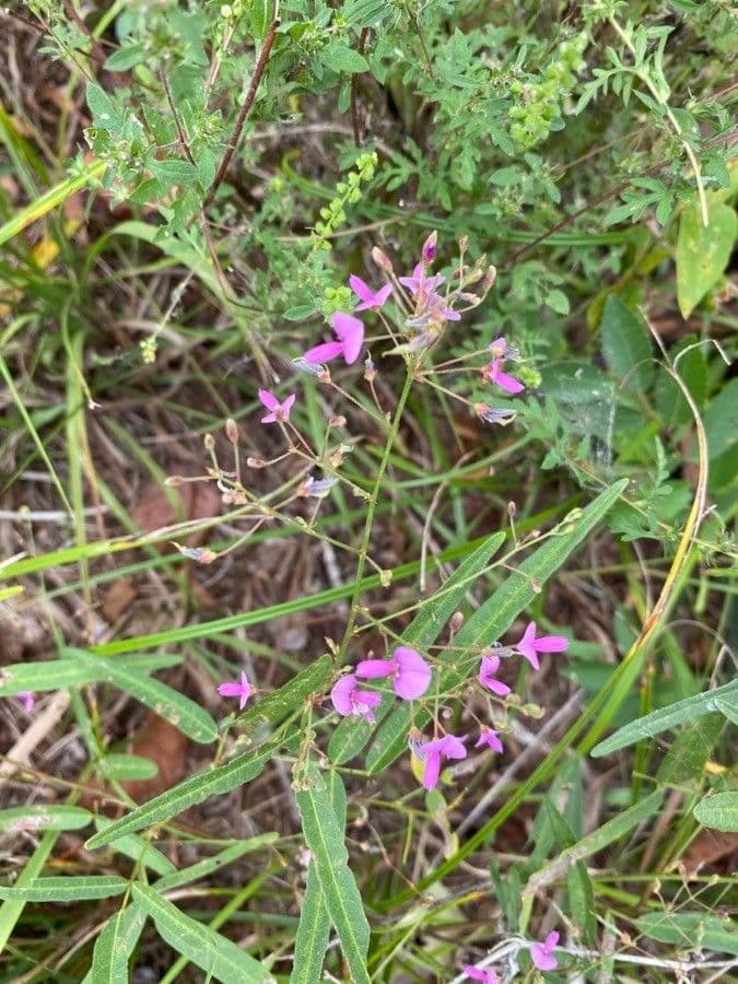 Desmodium paniculatum 8