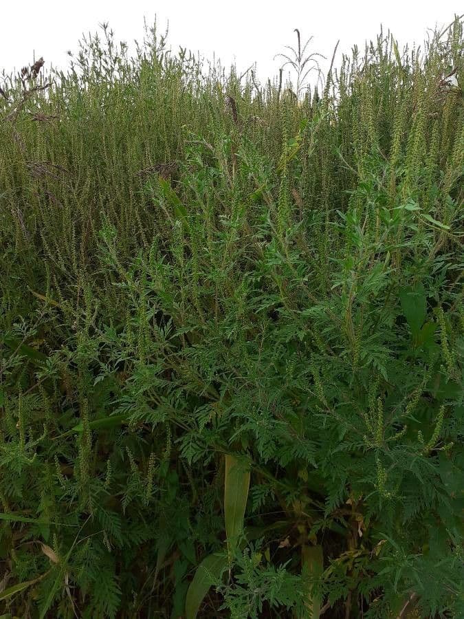 Ambrózia palinolistá 4