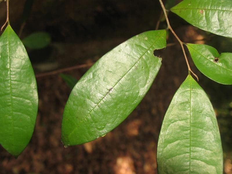 Duguetia calycina 2