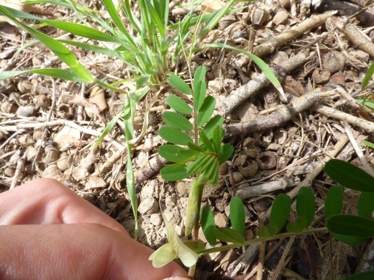 Vicia hybrida 11