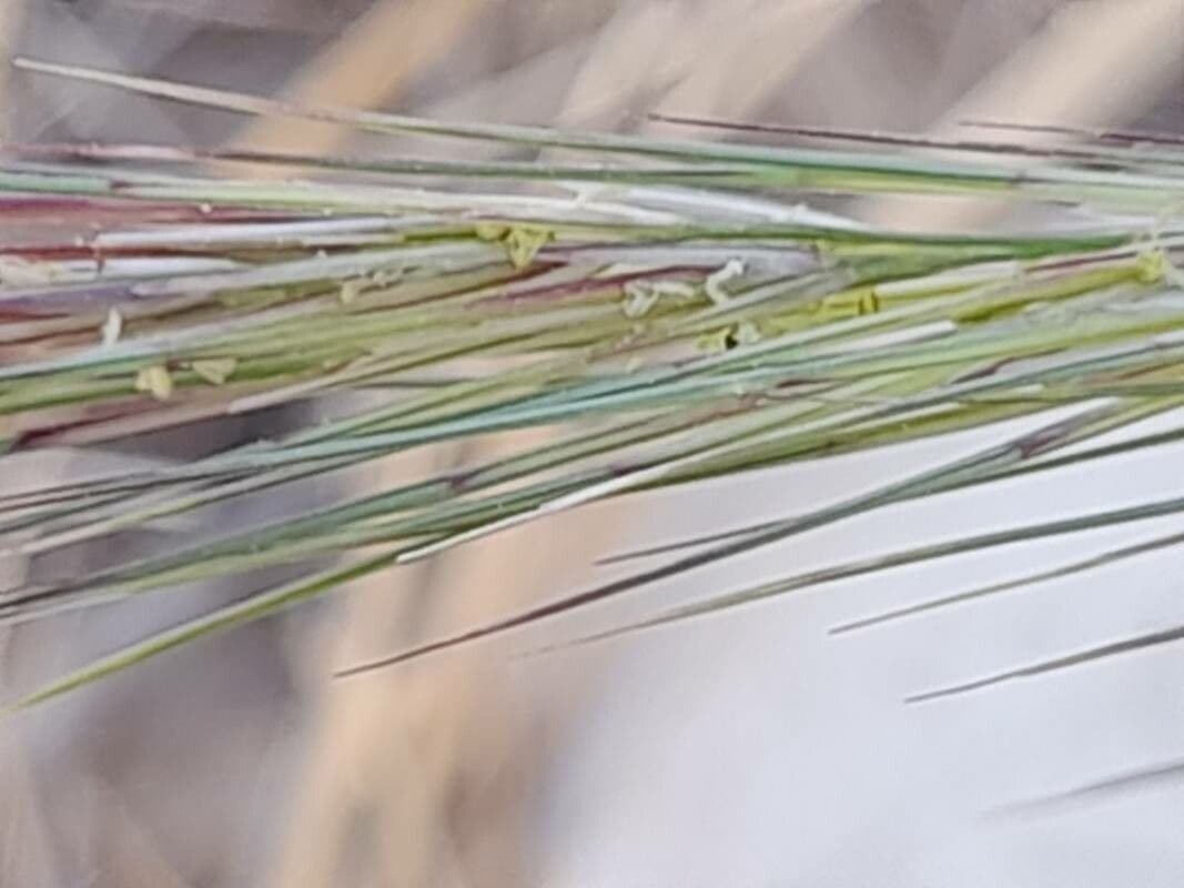 Aristida comune 10