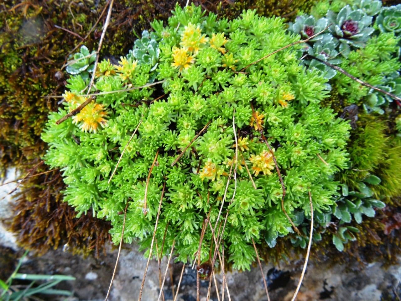 Verschlungene Steinbrech 12