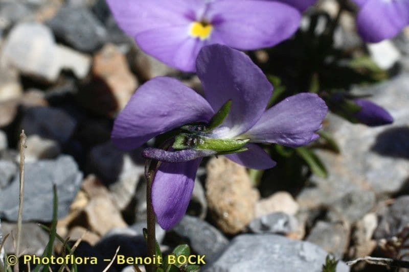 Viola 16
