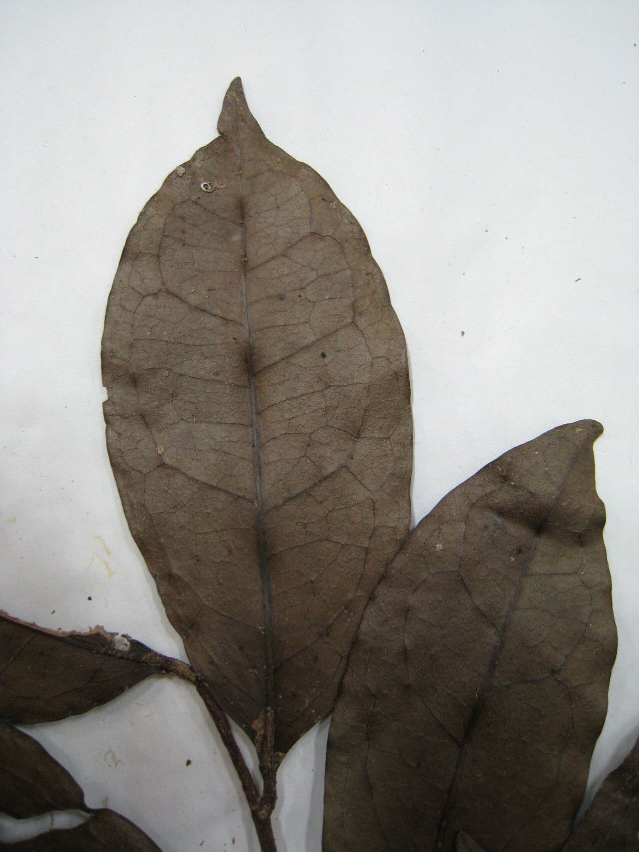 Tapura 16