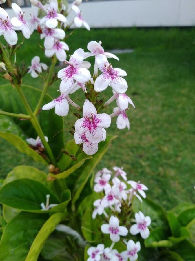 Pseuderanthemum 6
