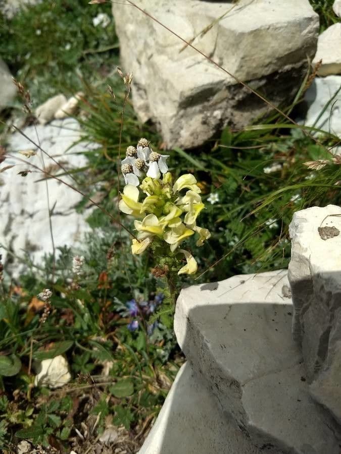 Wierzbica 7