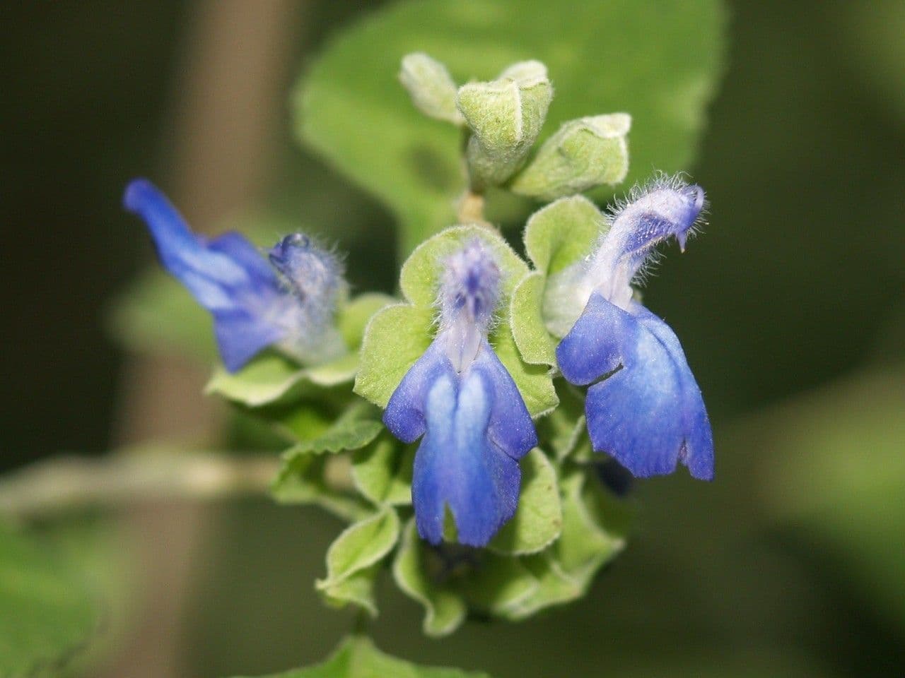 Salvia a grappoli 5
