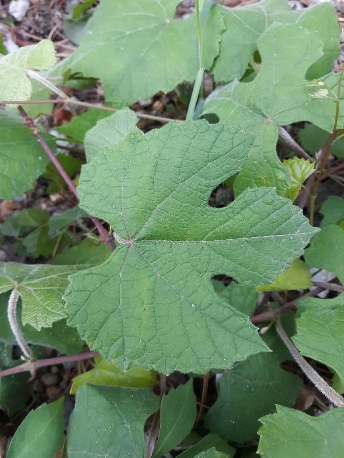 Vitis aestivalis 20