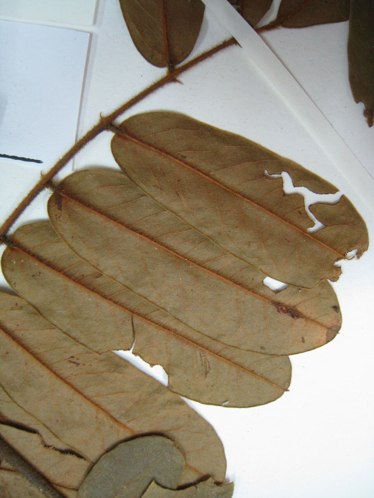Hymenolobium 4