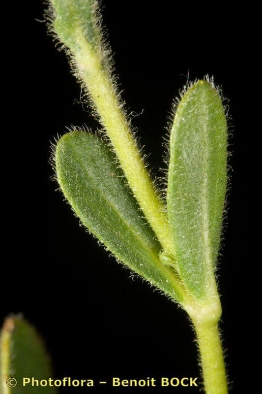 Veronica bellidioides 18