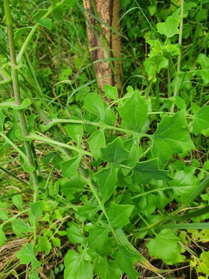 Afrikanische Gänseblümchen 6