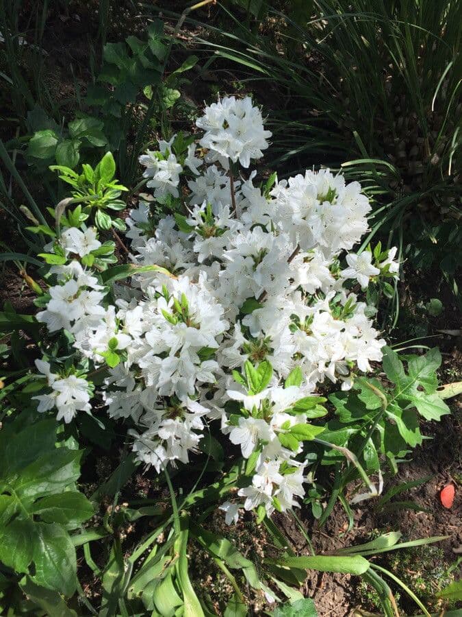Rhododendron 12