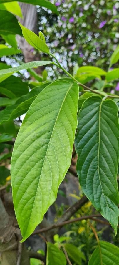 Ylang-ylang 17