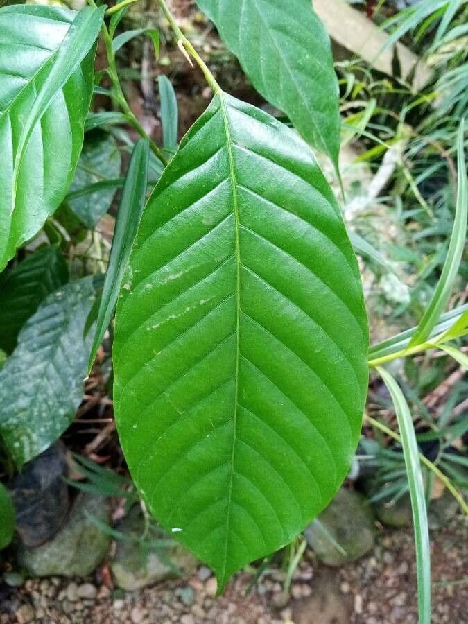 Minquartia guianensis 13