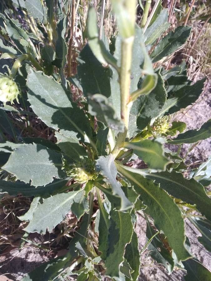 Grindelia chiloensis 7