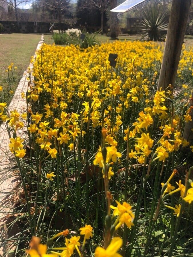 Yellow Daffodil