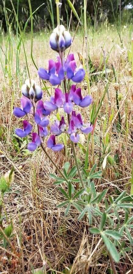 Lupinella bicolore 9